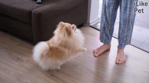 4 совета, как приучить собаку к месту