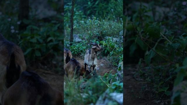 Goat Paradise: Unveiling the Daily Lives of Free-range Mountain Goats! #山羊 #goat