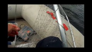 умба горбуша 20021 рыбалка в море