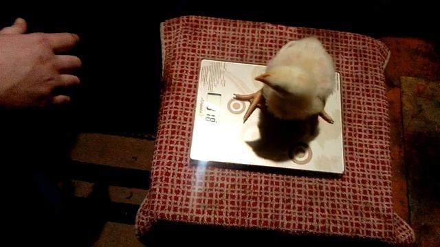 Самый дешевый способ выращивания бройлеров Часть 2// Бройлер Росс 308 взвешивание смотреть онлайн