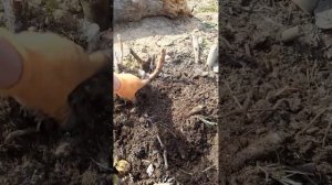 Посадка голубики в грунт