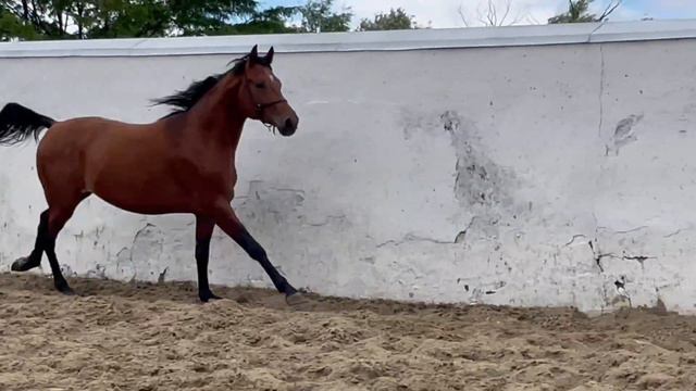 ❗️ПРОДАН❗️ Арабский жеребчик гнедой масти 2020г.р. Ц смотреть онлайн