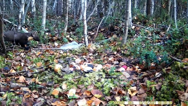 Куницы Костромская область фотоловушка Suntek 2021 смотреть онлайн