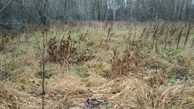 Учимся шурфить! Это даёт результат! Хорошие находки! Серебро! смотреть онлайн