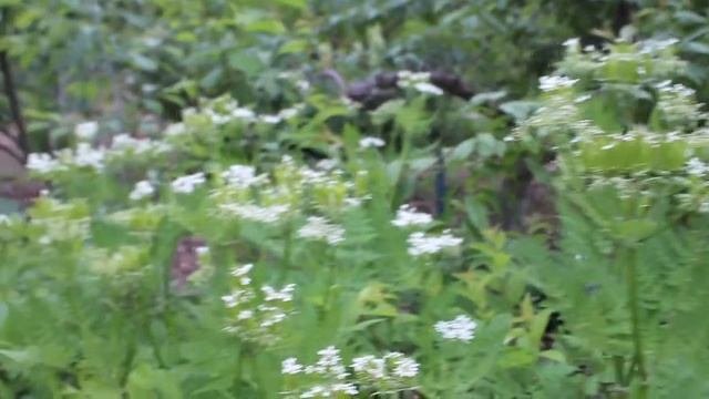 Edgewood Nursery Plant Profiles: Sweet Cicely (Myrrhis Odorata)