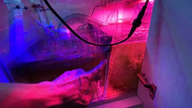 Морской аквариум 1000л. Рост хетаморфы и уровень переливов в сампе для тишины. смотреть онлайн