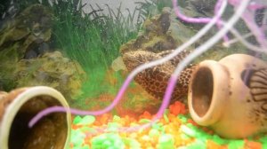 Парчовый птеригоплихт /сом/