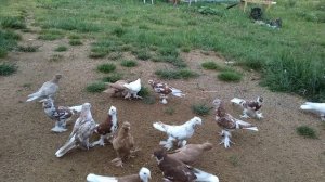 17 июля 2022 г. отвечаю на комментарий по столбовой игре, андижанские голуби узбекские голуби