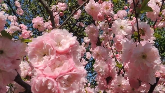 Декоративный миндаль смотреть онлайн