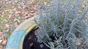 Подготовка лаванды - первогодки к зиме.