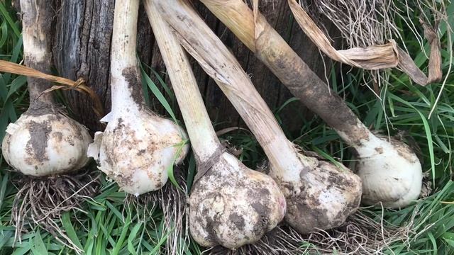 МОЙ РАБОЧИЙ ДЕНЬ В СЕЛЕ ЗАГОТОВКИ НА ЗИМУ