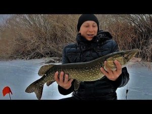 ДЕДОВСКАЯ ЖЕРЛИЦА ВЗЯЛА ТРОФЕЙ! РЫБАЛКА НА ЖЕРЛИЦЫ НА БОЛЬШОЙ РЕКЕ!