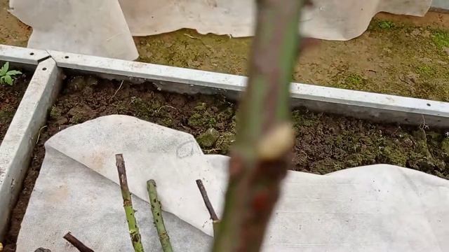 Обзор саженцев от Беккер(вторая посылка). Зимовка в прикопе