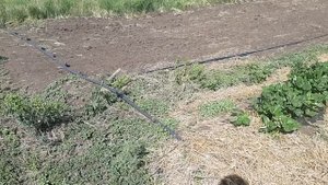 Сажаю кукурузу под капельный полив 26.05.2021