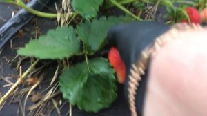 Аура - ранний сорт садовой земляники.