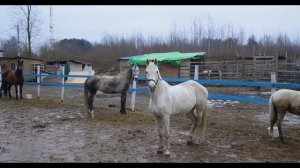 Конный клуб "Легенда"