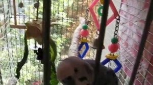 Голубой волнистый попугай в клетке