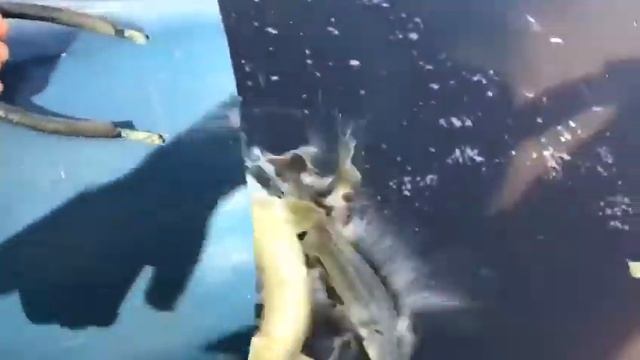 17.08 РК Фишка Петряиха, зарыбление осетром, осетровая рыбалка смотреть онлайн