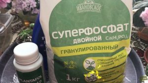 Чем удобрять фиалки, чтоб цвели. Удобрения для корней, листьев и цветов фиалок. Удобрять ли детки.