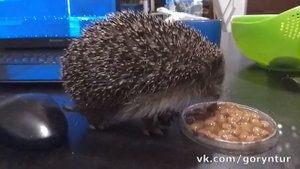 Ежик От рождения до первой спячки 2018 год _ Wild Russian Hedgehog Vasilisa.mp4