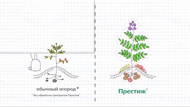 (2016) Bayer Garden Престиж ® КС (для защиты картофеля от вредителей и болезней)