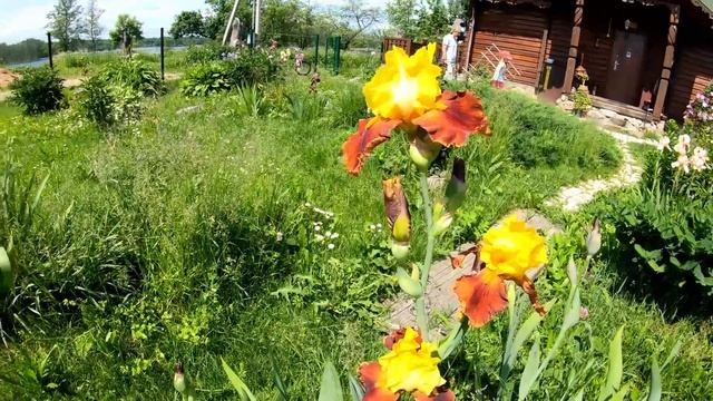 Интересные факты об ирисе,  его полезные свойства.Почему ирис раньше называли касатиком.