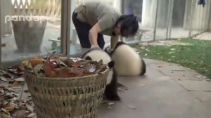 Панды против уборщицы