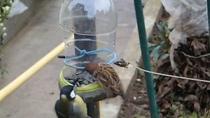 Кормушка для птиц Часть 1. Синицы прогоняют воробьёв