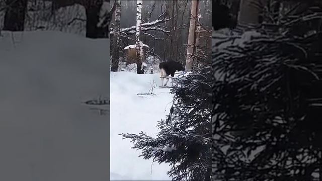 Из леса гость к нам приходил