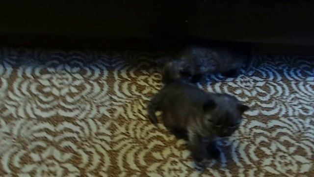 Сибирская кошка. Котята. 26 дней. смотреть онлайн