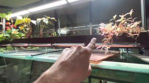 Фитофильтр 3 м 75 см над аквариумом в 4000 литров!