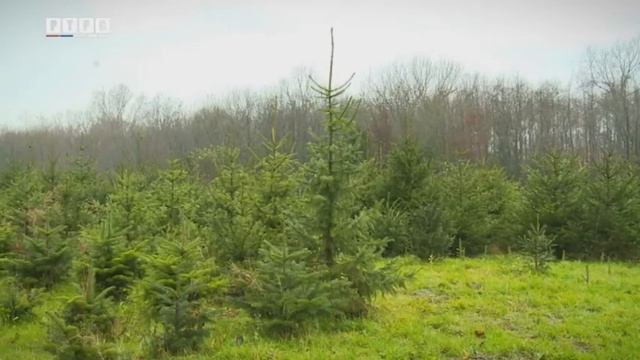 Pančićeva omorika - Picea omorika - Панчићева оморика смотреть онлайн