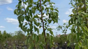 Плодоносящая груша Дерево-сад