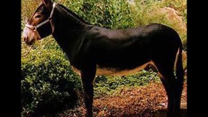 Семьи домашних животных! Чем они полезны людям!