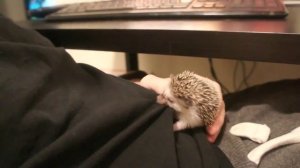 ежик ест человека!