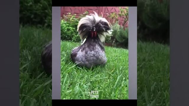 Chickens love beer too!