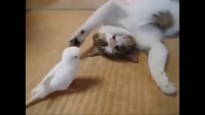 Прикольные птицы׃ смешные птицы видео, приколы с птицами, говорящие попугаи видео смотреть всем!