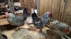 Борковская Барвистая - Отличная Яичная Порода!