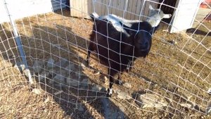 #БЕЛЫЙ ЛЕБЕДЬ декабрь ?  2021 #СЕМЕЙНЫЙ ОТДЫХ ?  #РУССКИЙ ОСТРОВ ВЛАДИВОСТОК