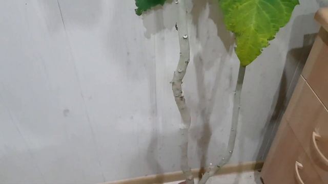 Дом в цветах// Комнатные цветы. Бругмансия цветёт и декабрист. смотреть онлайн