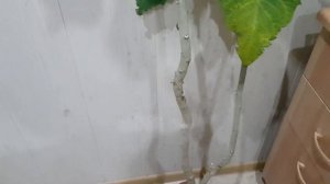 Дом в цветах// Комнатные цветы. Бругмансия цветёт и декабрист.