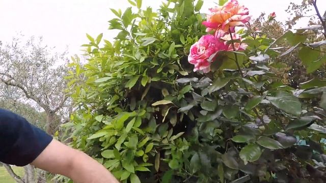 Husqvarna 115iHD45 DEMO VIDEO смотреть онлайн