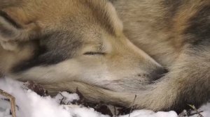 Охота на медведя и лося с лайками в тайге Южного Урала.