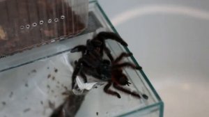 Avicularia Versicolor. Спаривание пауков-птицеедов.