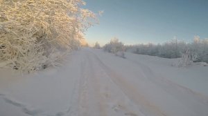 Койра 13 лошадей с СМПП