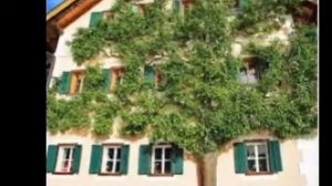 Шпалера на стене дома как украшение