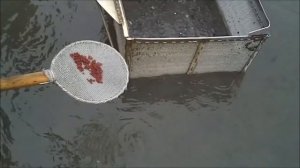 Добыча мотыля  Мастер - класс