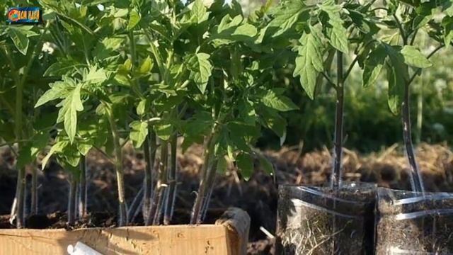 Что делать если рассада вытягивается? Выращивание рассады смотреть онлайн