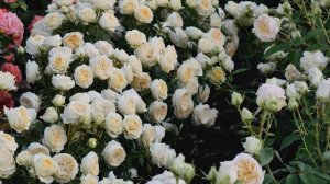 Обзор и описание розы Белами Кордана (Патио)- Belami Kordana (W. Kordes' Sohne 2010)