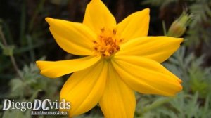 Bidens sulphurea (Asteraceae) Cosmos sulphureus - Picão - キバナコスモス